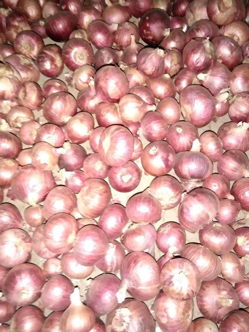 Top 100 Vegetable Wholesalers in Surat वेजिटेबल व्होलेसलेर्स, सूरत