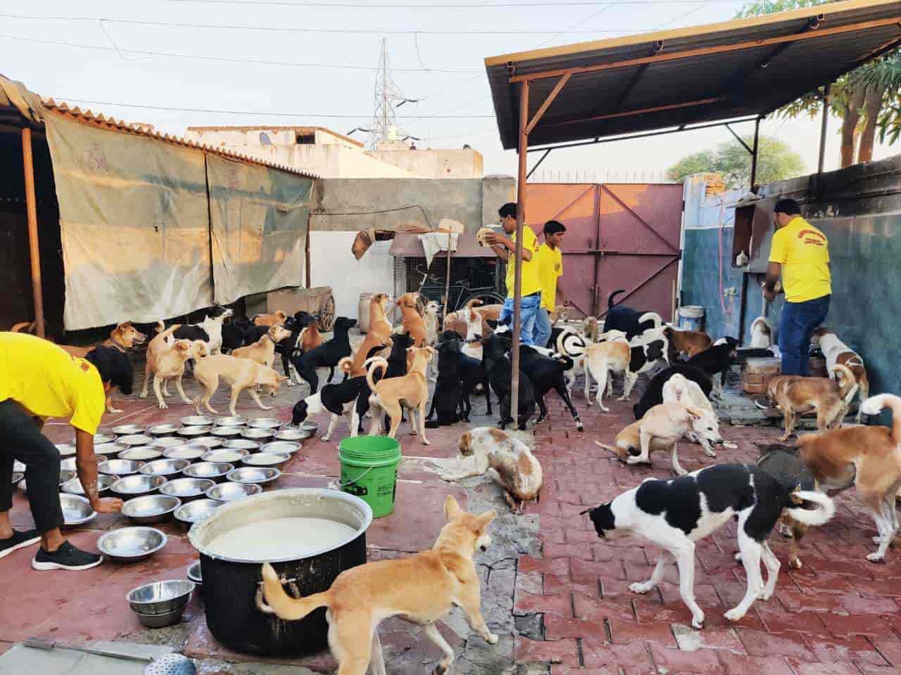 Dog shelter near me online