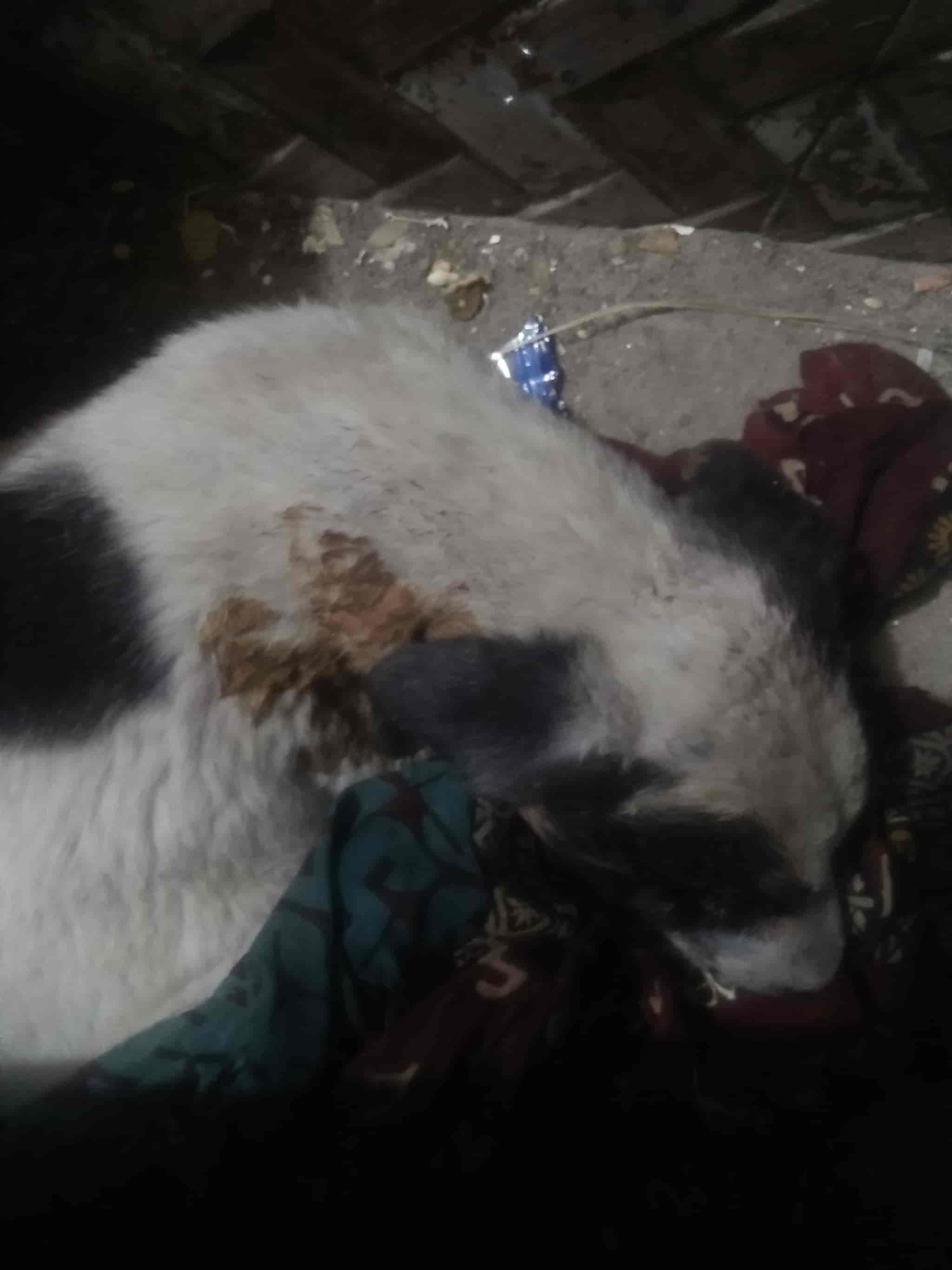 Top Animal Welfare Organisations in Agra - Best Ngos For Animal Welfare - Justdial Top Animal Welfare Organisations in Agra - Best Ngos For Animal Welfare - Justdial