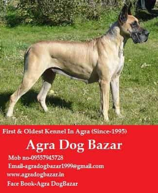 Dog bazar near me best sale