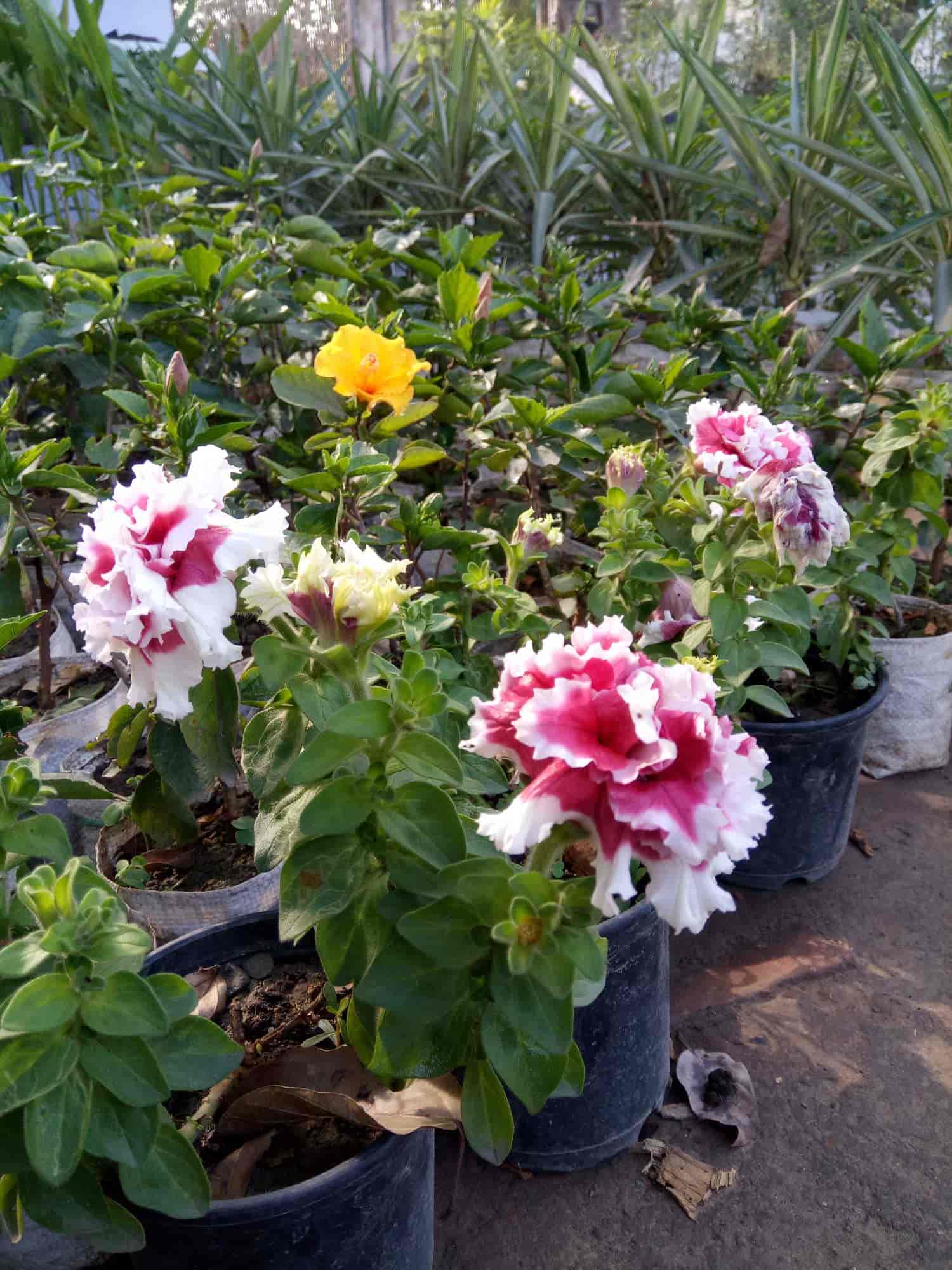 Top 30 Plant Nurseries In Trans Yamuna Colony Best Nursery Plant Nurseries In Trans Yamuna Colony