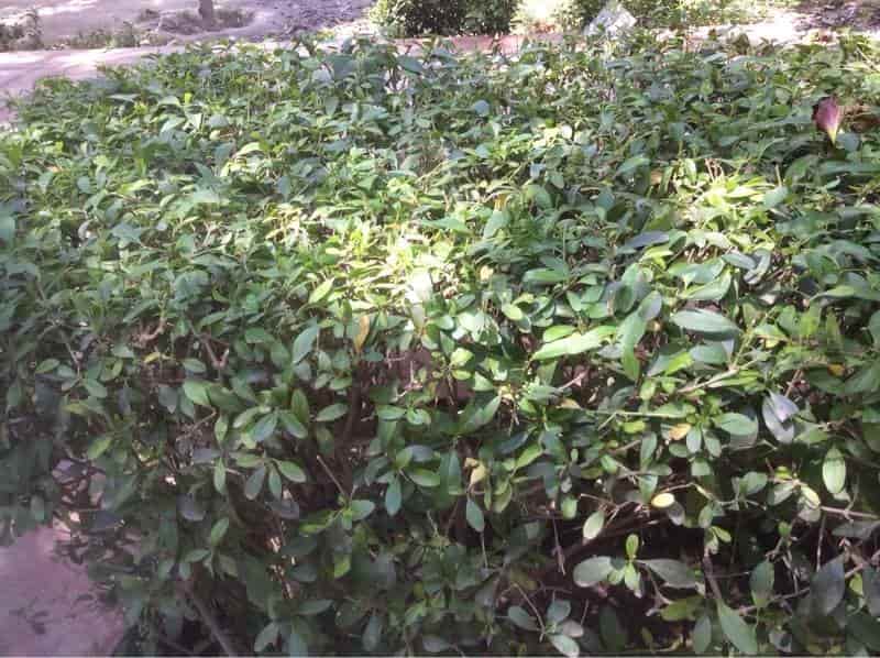 Top Tree Nurseries In Agra Cantt Best Nursery Creepers Top Tree Nurseries In Agra Cantt Best