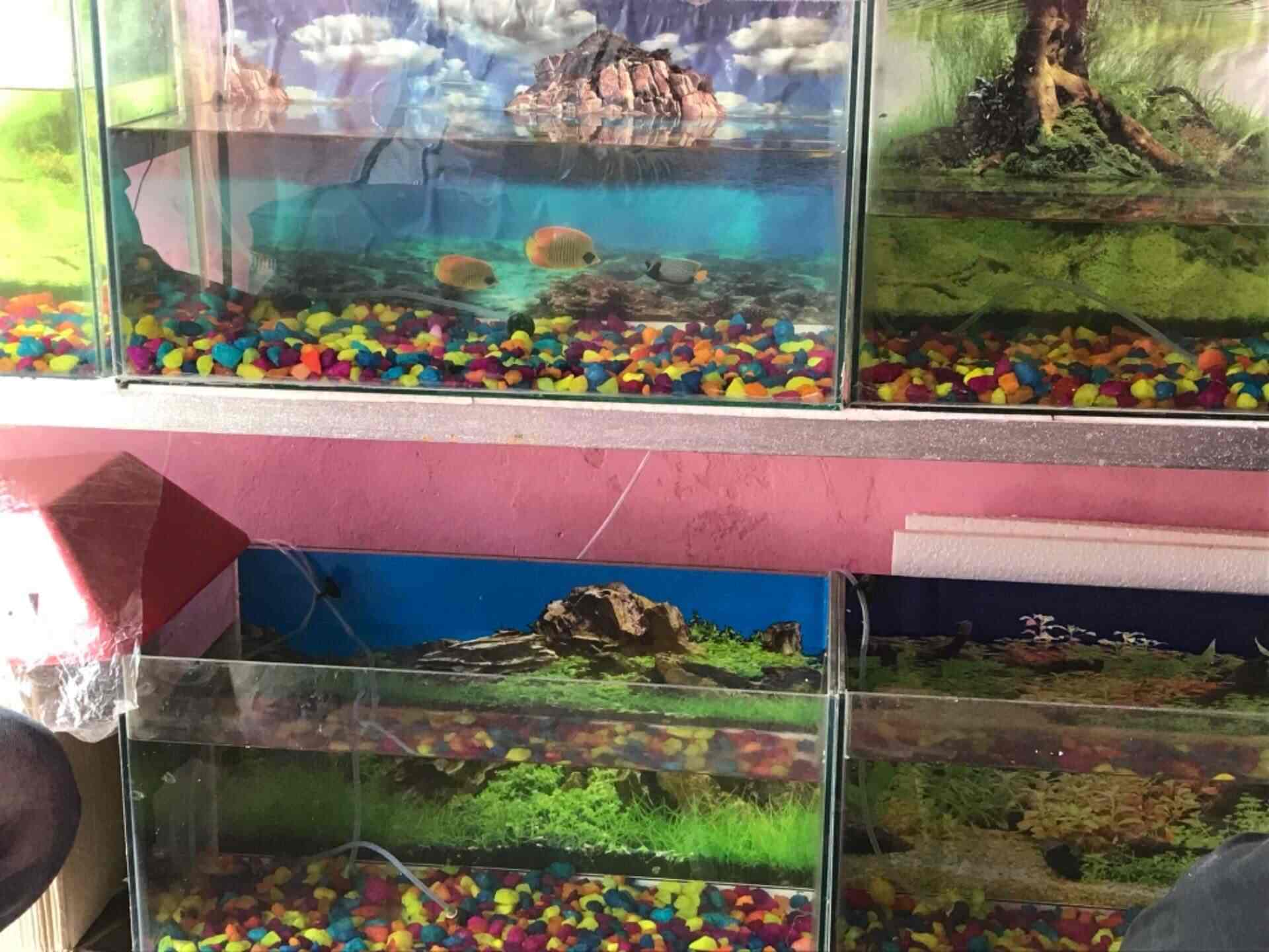 Marine Fish Aquarium in Fatehabad Road Agra Best Aquarium Fish Dealers near me in Agra Justdial