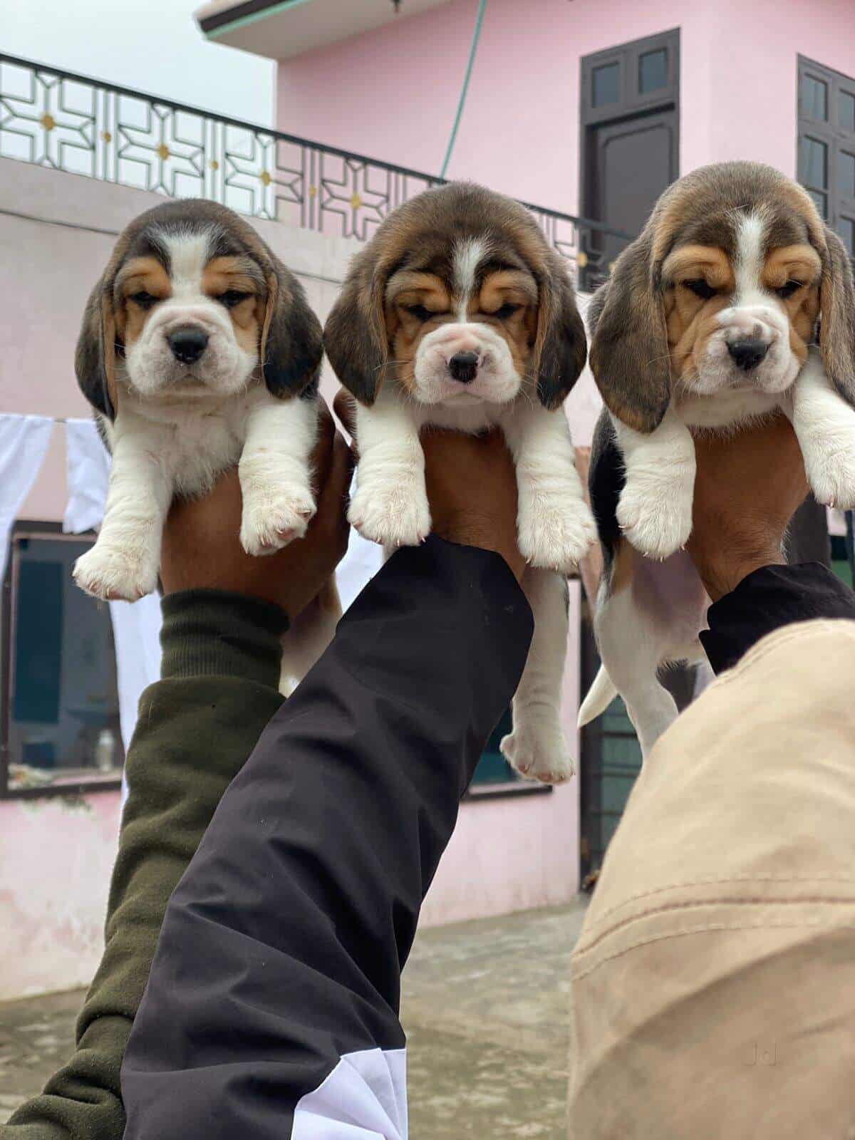 Dog bazar near me outlet