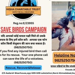 Top Stray Dog Welfare Organisations in Ahmedabad - Best Dog ...