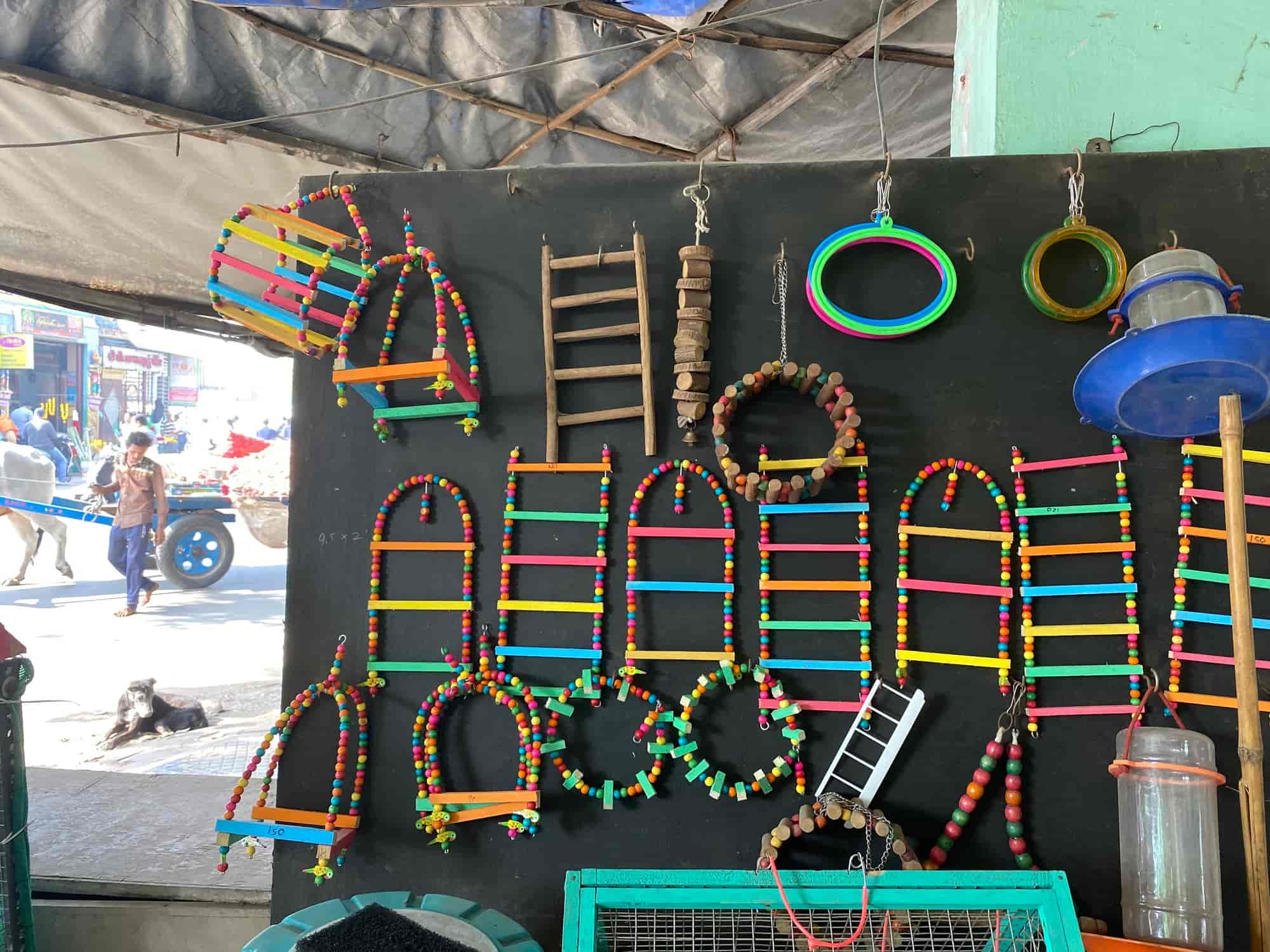 Navin Kennel And Dog World in Khokhara Mehmadabad,Ahmedabad Best