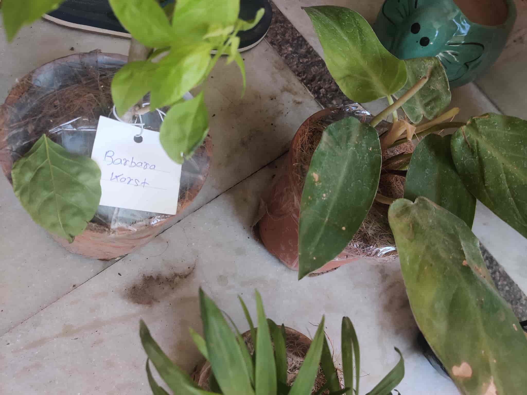 Catalogue (Closed Down) in Vastrapur , Ahmedabad