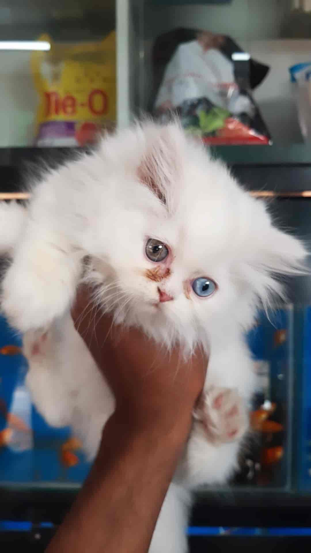 Raju Fish Aquarium in Vatva,Ahmedabad Best Aquarium Accessory Dealers