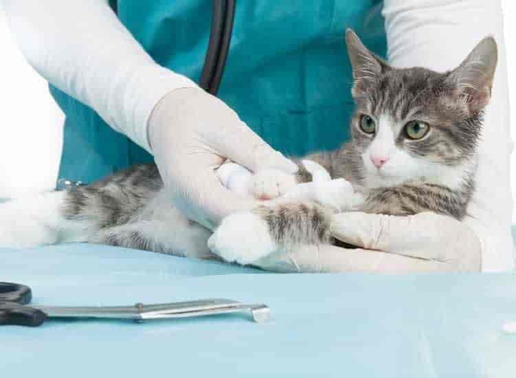 Dr. Truptesh Patel (New Hope Animal Hospital) in Satellite - Best Veterinary Doctors in Ahmedabad - Justdial Dr. Truptesh Patel (New Hope Animal Hospital) in Satellite - Best Veterinary Doctors in Ahmedabad - Justdial