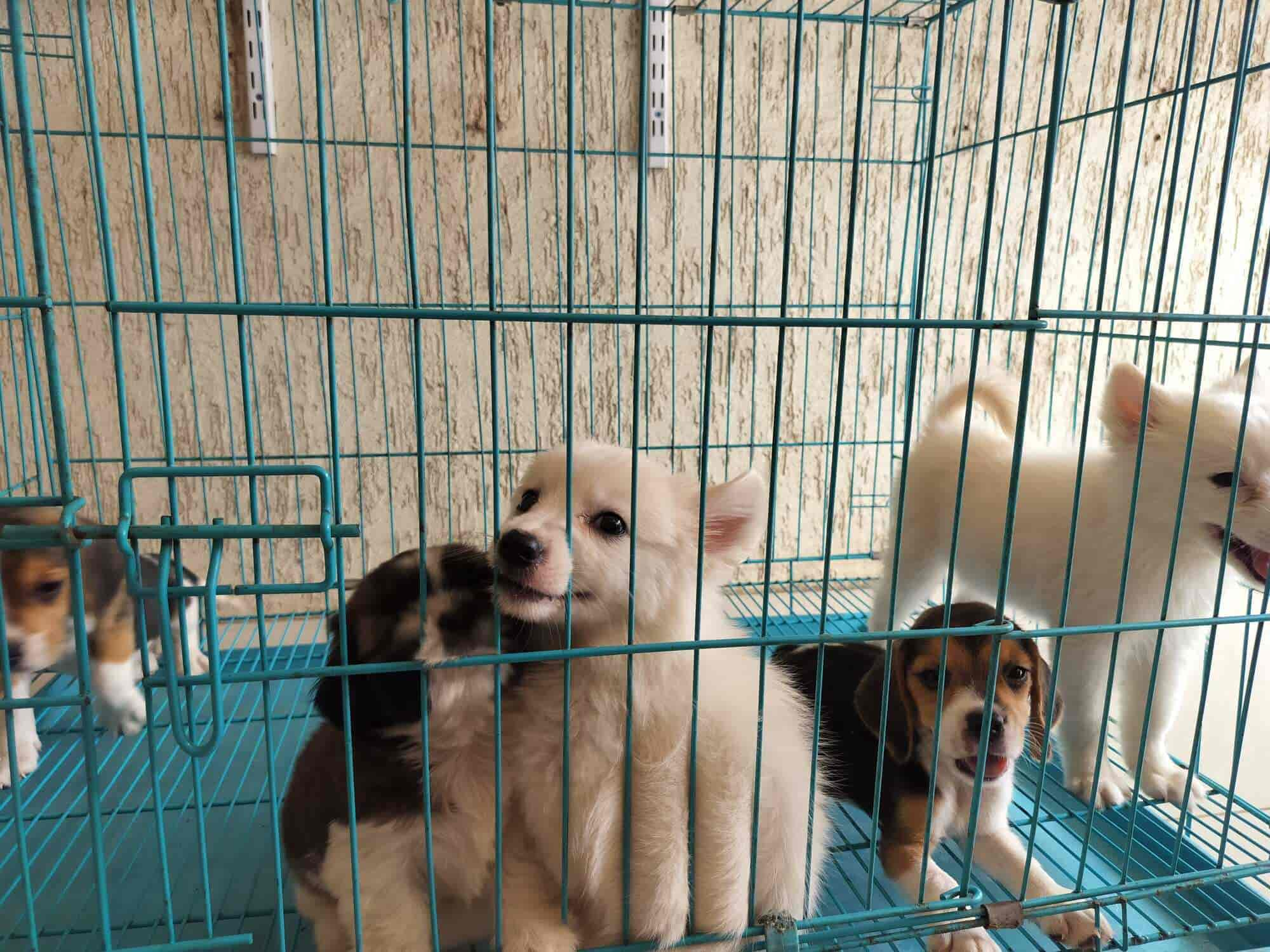 Cartimar pet shop dog price 2019 hotsell