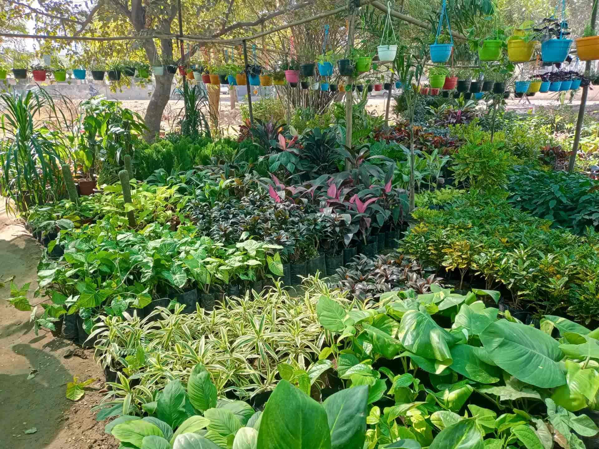 Top Plant Nurseries near Parth HospitalVastrapur,Ahmedabad Best