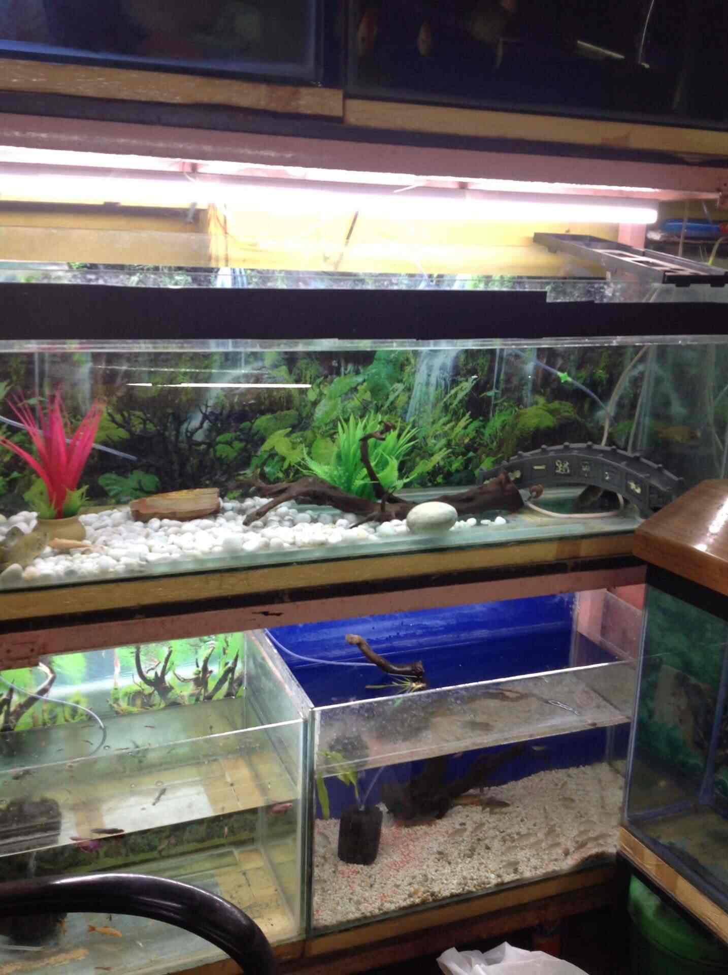Water World Aquariums Shahpur Ahmedabad Aquarium Fish Dealers In Ahmedabad Justdial