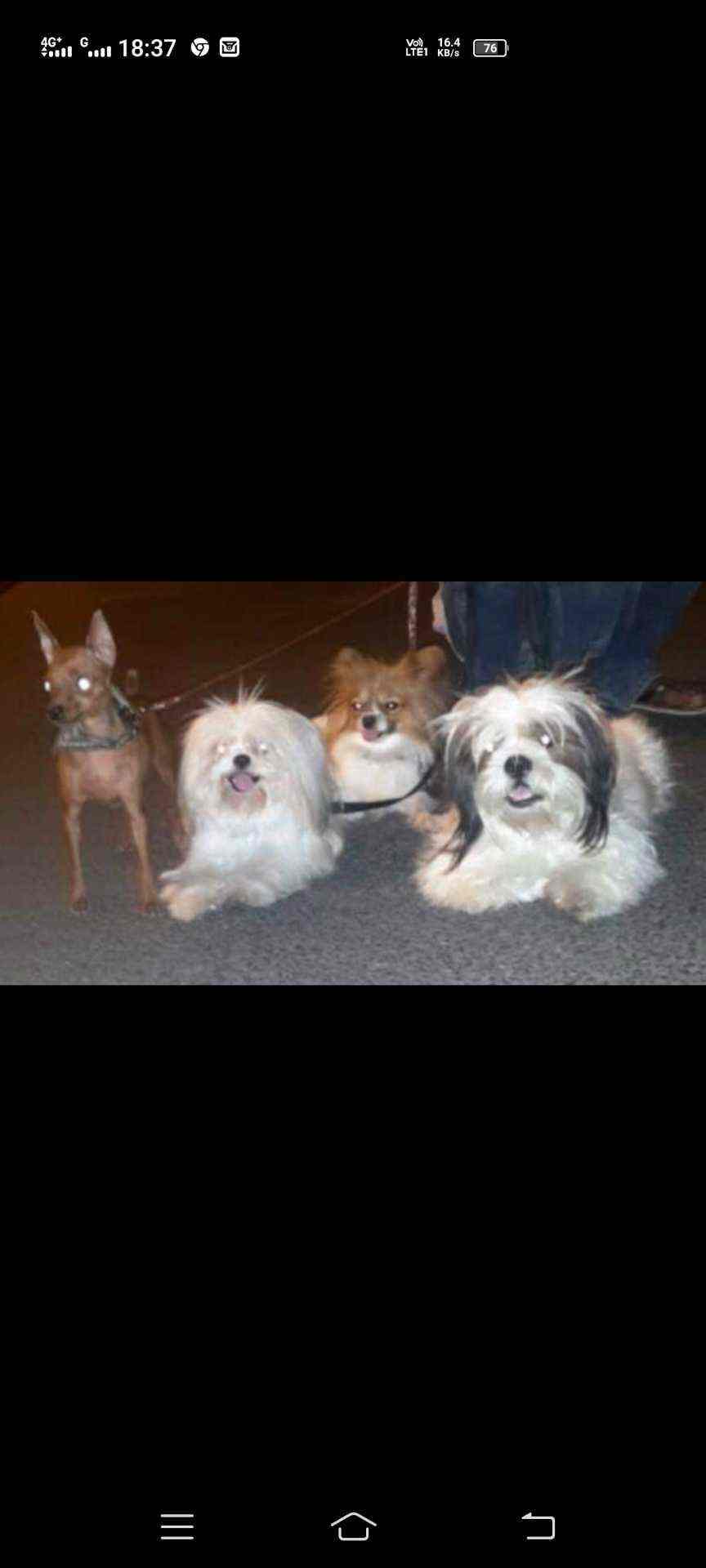 Mann Pets Care in Sattadhar,Ahmedabad Best Dog Trainers in Ahmedabad