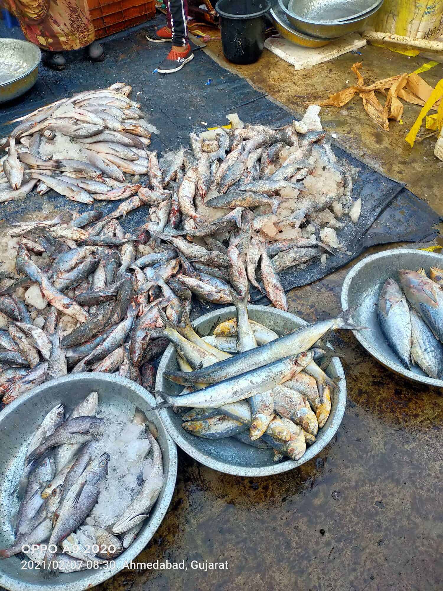 Top Fish Markets in Naranpura Vistar - Best Seafood Market - Justdial