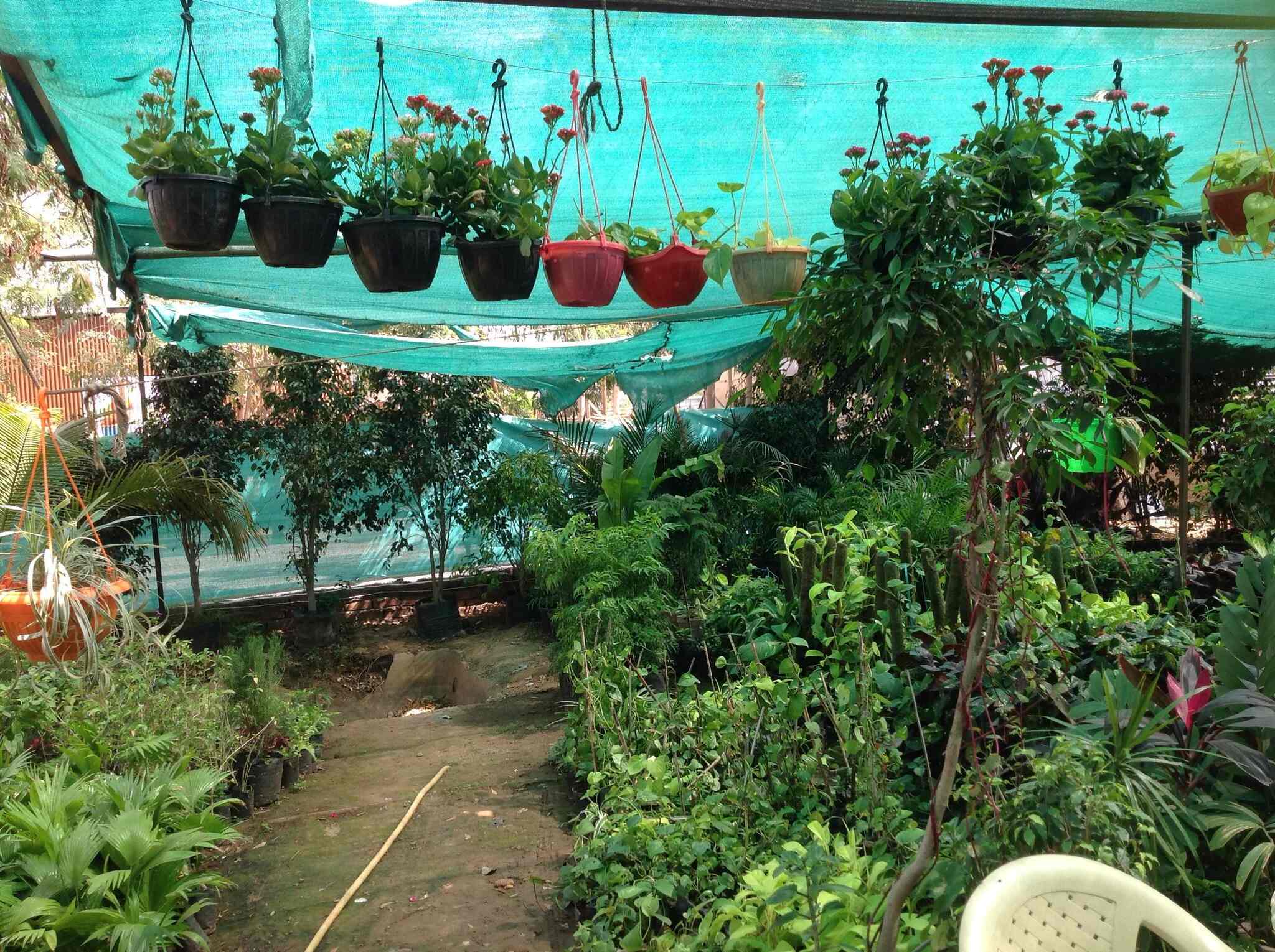 Top Plant Nurseries near Parth HospitalVastrapur,Ahmedabad Best