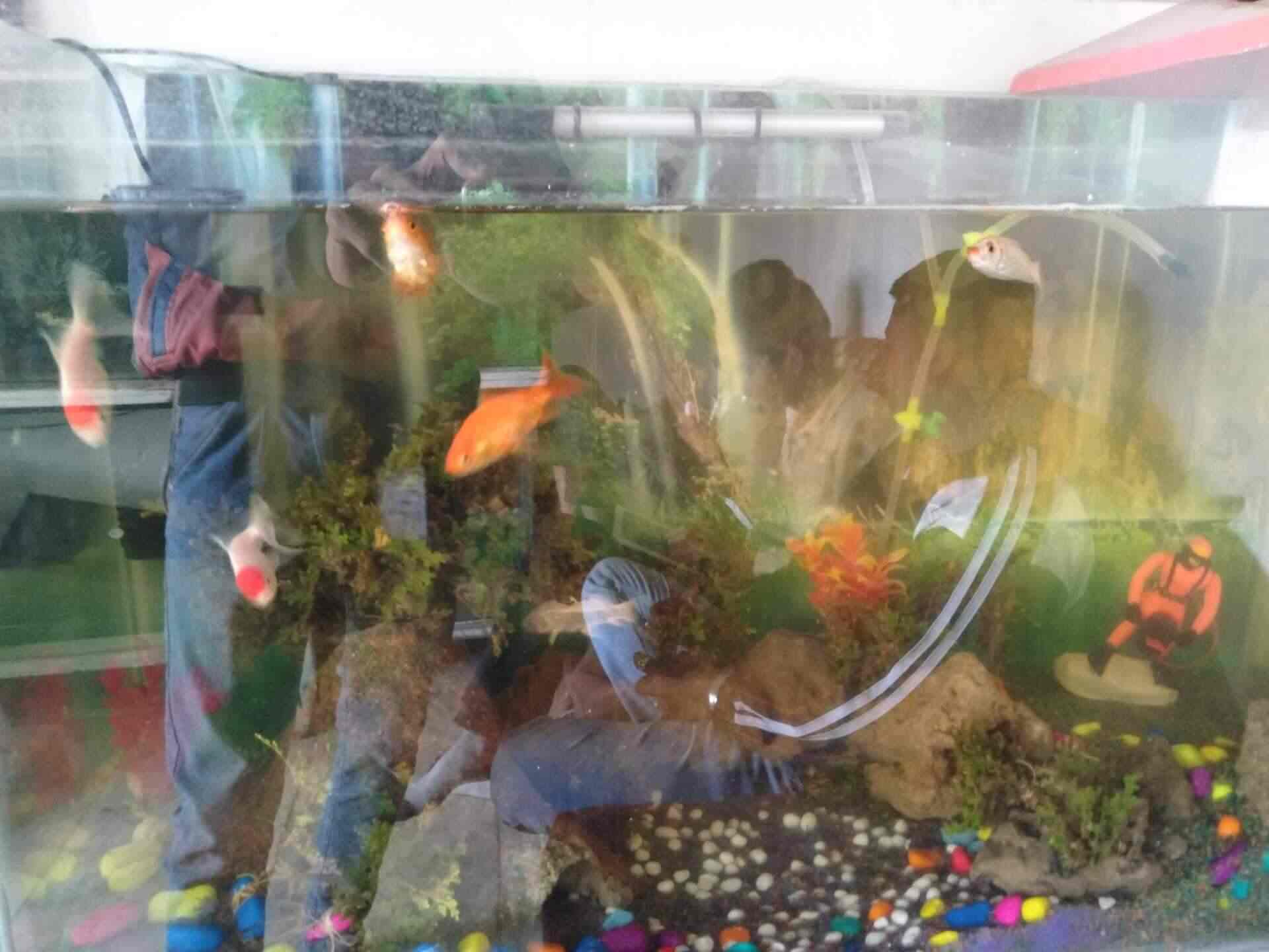 Himalay Fish Aquarium Nikol Gam Aquarium Fish Dealers In Ahmedabad Justdial