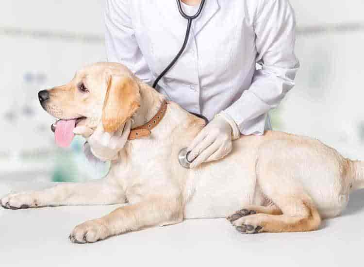 Dr. Vishnu Prajapati (Hariom Dog Clinic) in Nikol Gam - Best Pet Clinics in Ahmedabad - Justdial Dr. Vishnu Prajapati (Hariom Dog Clinic) in Nikol Gam - Best Pet Clinics in Ahmedabad - Justdial