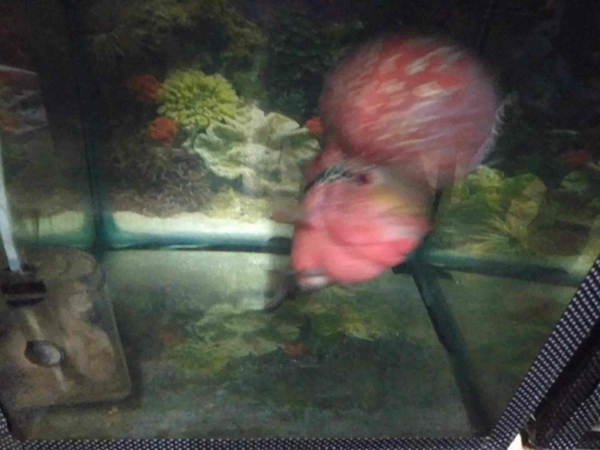 Top 100 Fish Aquarium Dealers In Ahmedabad Best Fish Aquarium Shops Justdial