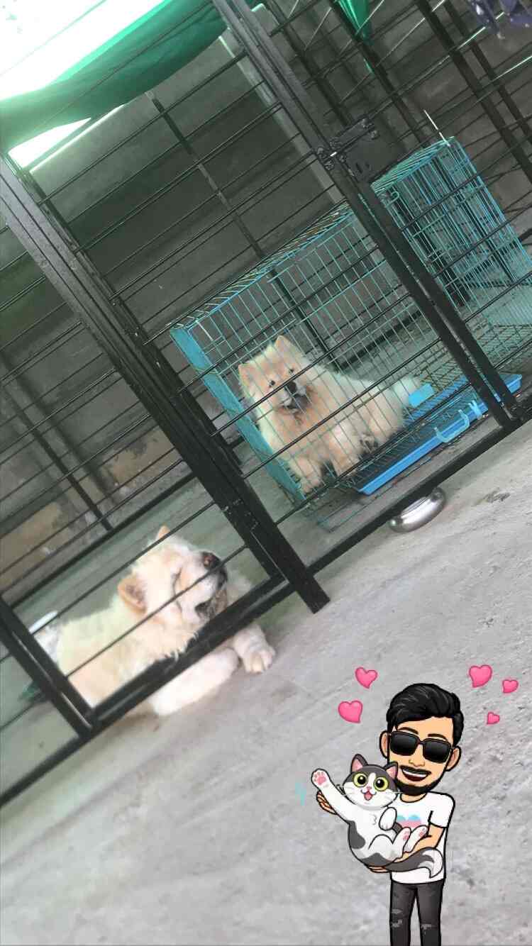 Top Dog Hostels in Ahmedabad Best Dog Boarding Schools near me Justdial