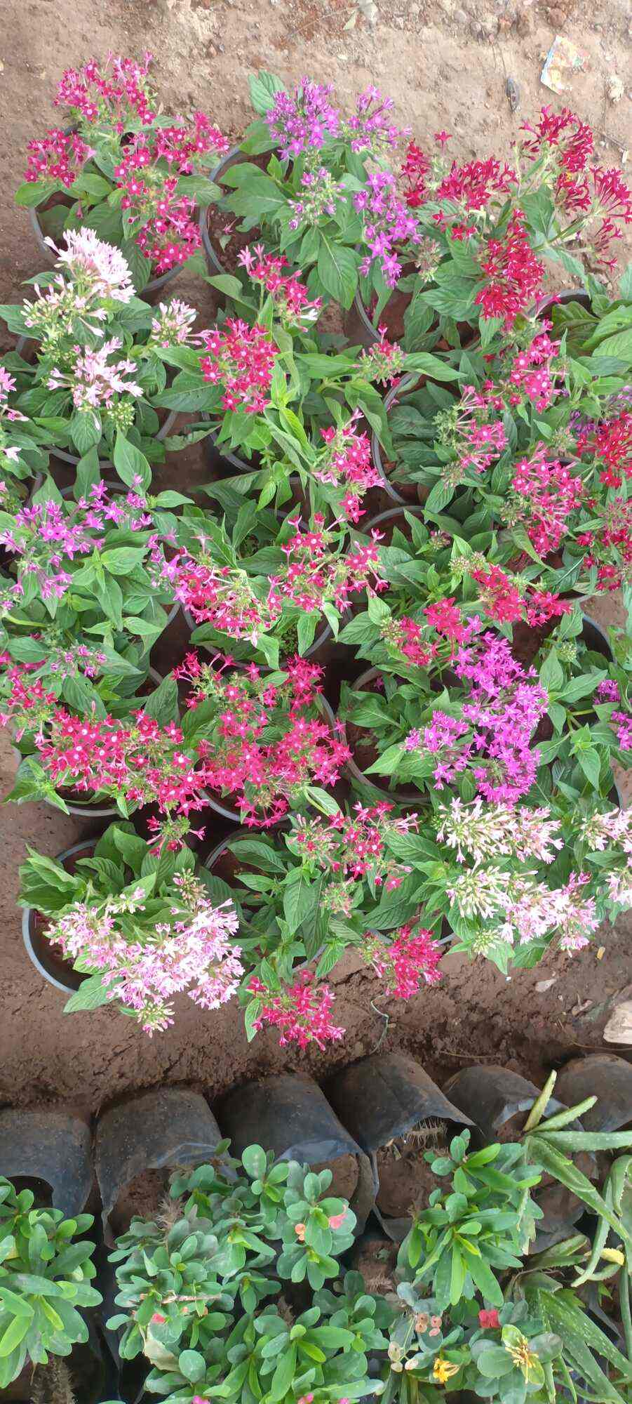 Laxmi Nursery Khatar Center in Shilaj,Ahmedabad Best Plant Nurseries