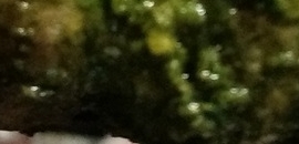 Sigree Global Grill in Powai, Mumbai