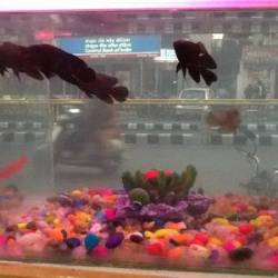 Tuba Aquarium in Maninagar Ahmedabad Best Laptop Repair Services near me in Ahmedabad Justdial