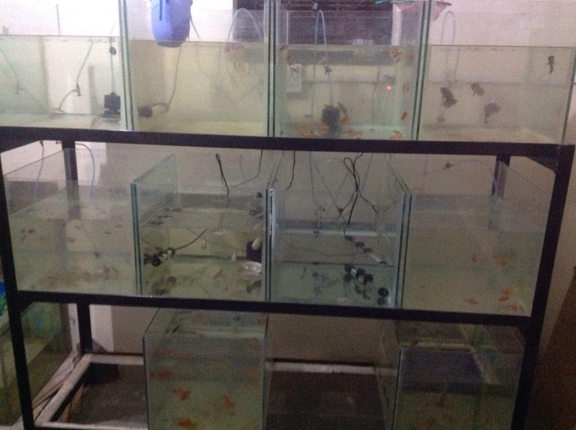 Top Fish Aquarium Dealers in Sangamner Best Fish Aquarium Shops
