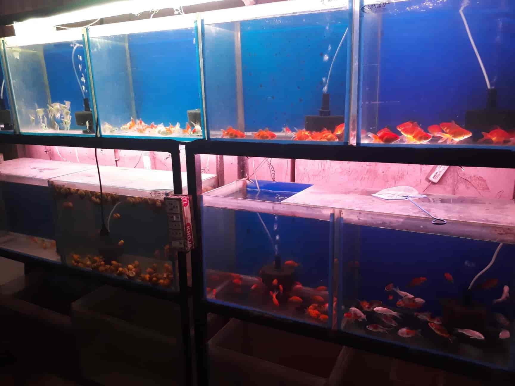 Top Fish Aquarium Dealers in Sangamner Best Fish Aquarium Shops