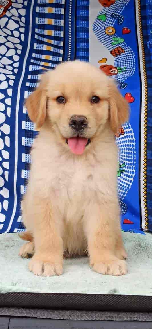 Can Pet Shops Sell Puppies Nsw