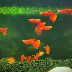 Labyrinth aquarium online