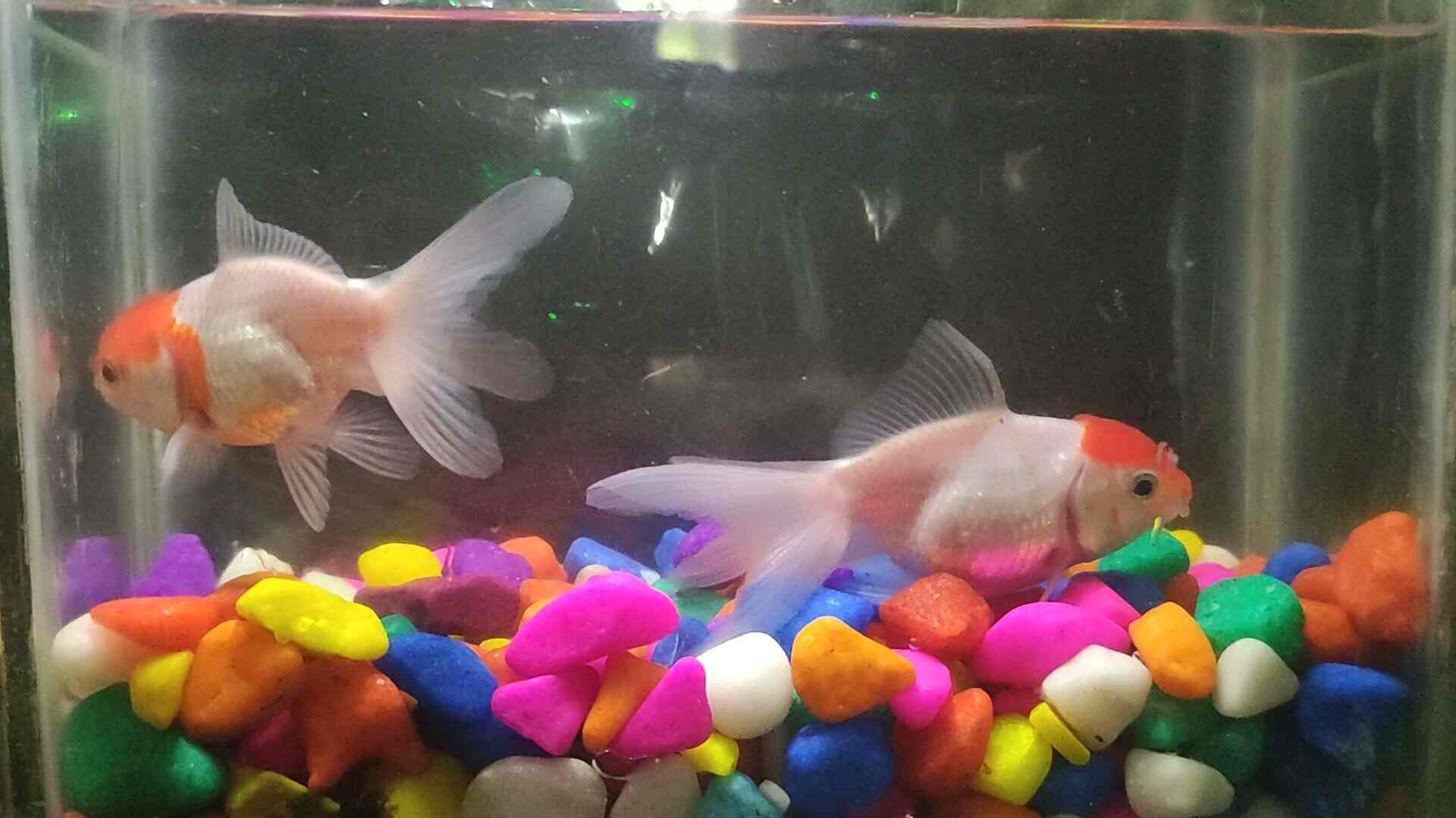 S S Aquatic And Pets in Ramankary,Alappuzha Best Pet Shops in