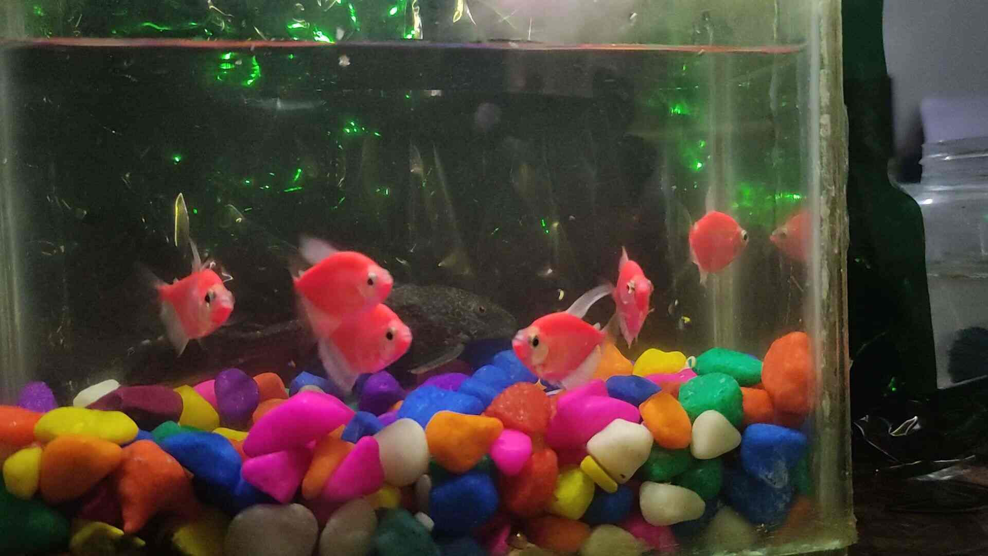 S S Aquatic And Pets in Ramankary,Alappuzha Best Pet Shops in