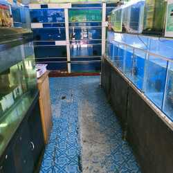 Living color fish store cheap