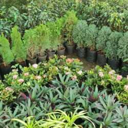 Top Fruit Plant Nurseries in Alibaug - Best Custard Apple Plant ...