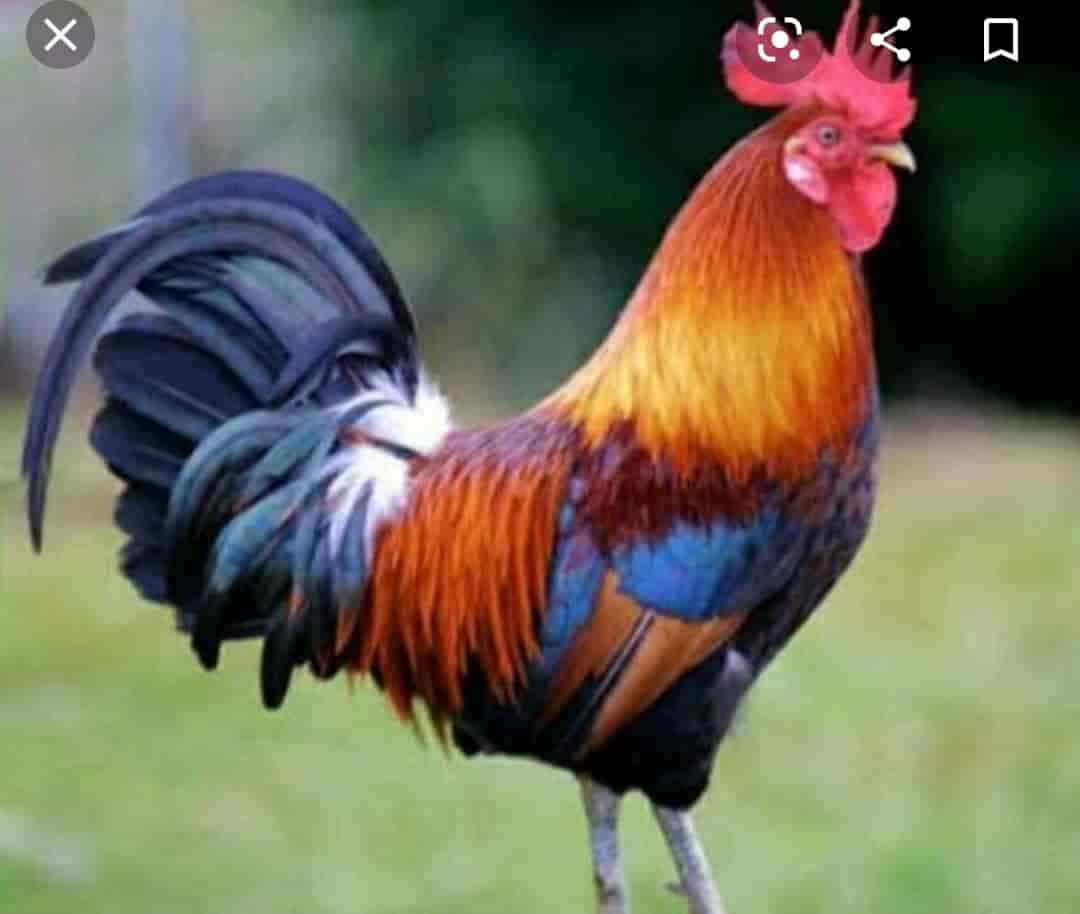 Patil Poultry Farm Photos, Zirad, alibaug- Pictures & Images Gallery - Justdial Patil Poultry Farm Photos, Zirad, alibaug- Pictures & Images Gallery - Justdial