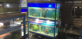 Top 50 Fish Aquarium Dealers In Mukundpur Best Fish Aquarium justdial