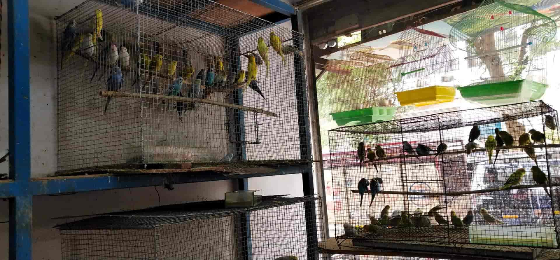 Exotic Pets And Fish Point in Civil Lines,Allahabad Best Pet Shops in