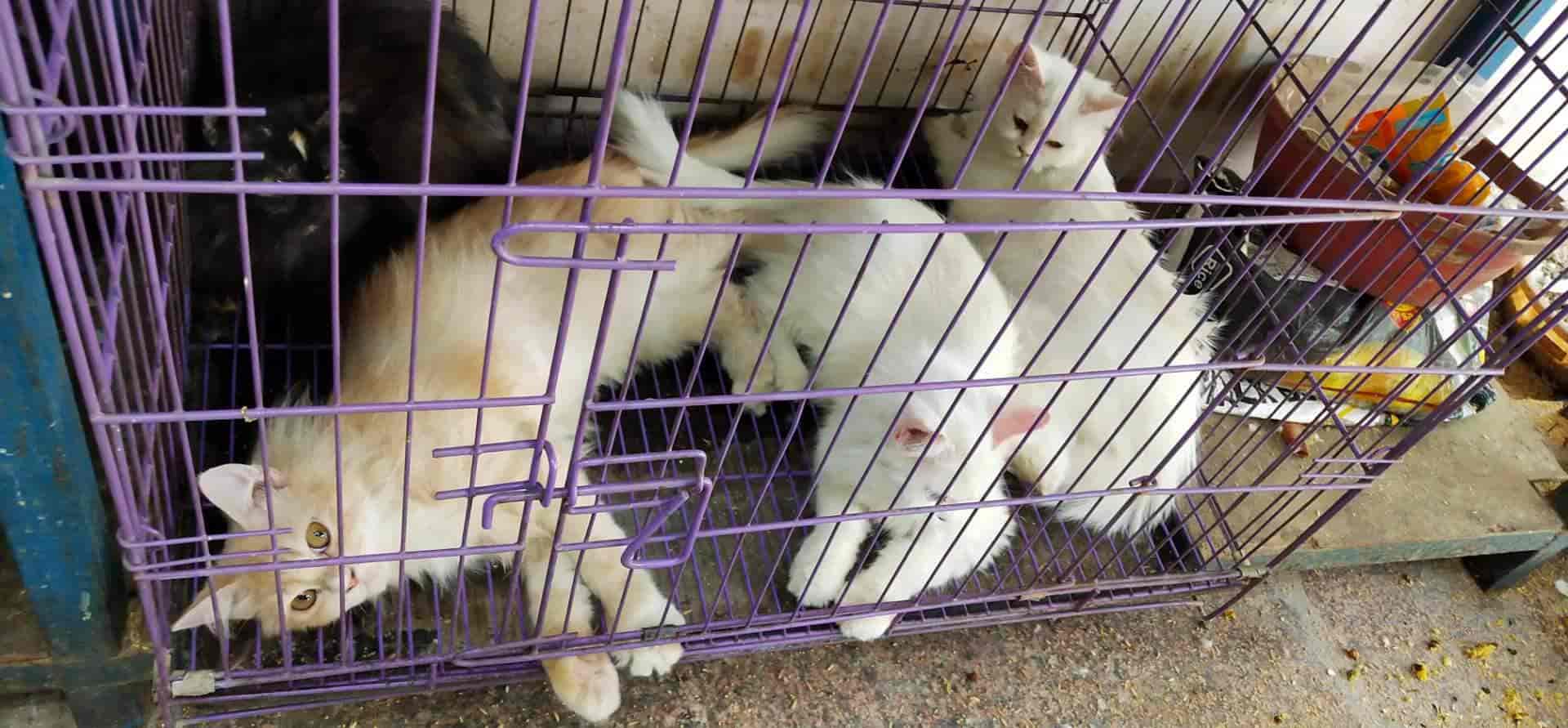 Exotic Pets And Fish Point in Civil Lines,Allahabad Best Pet Shops in