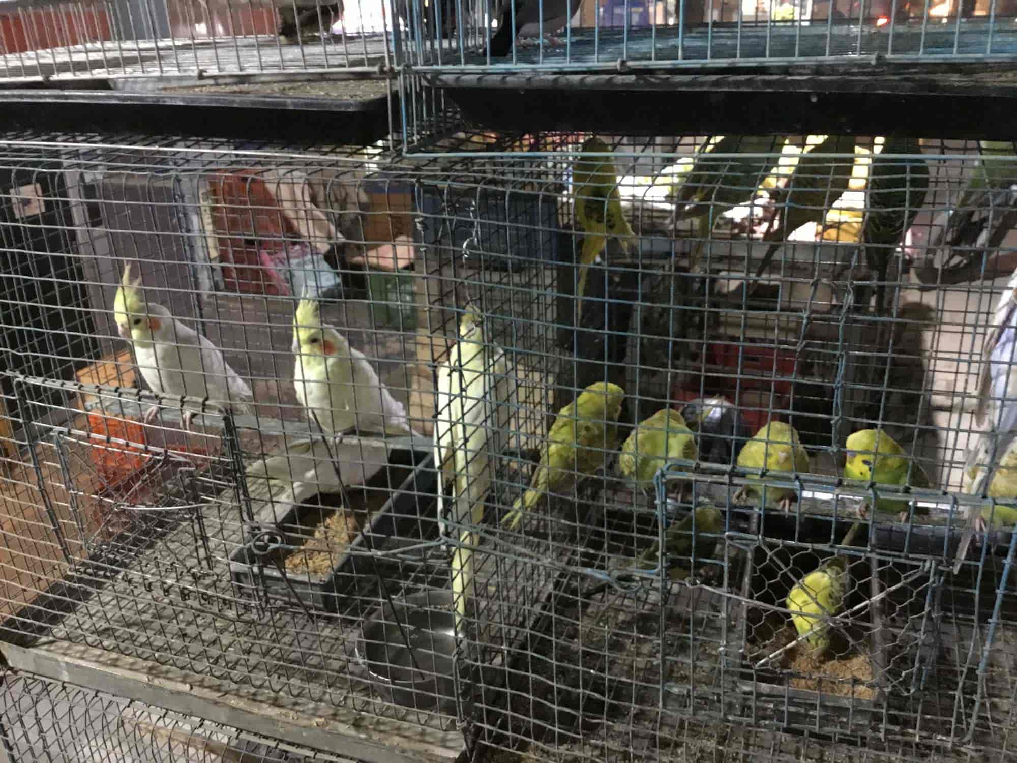 bird selling stores near me