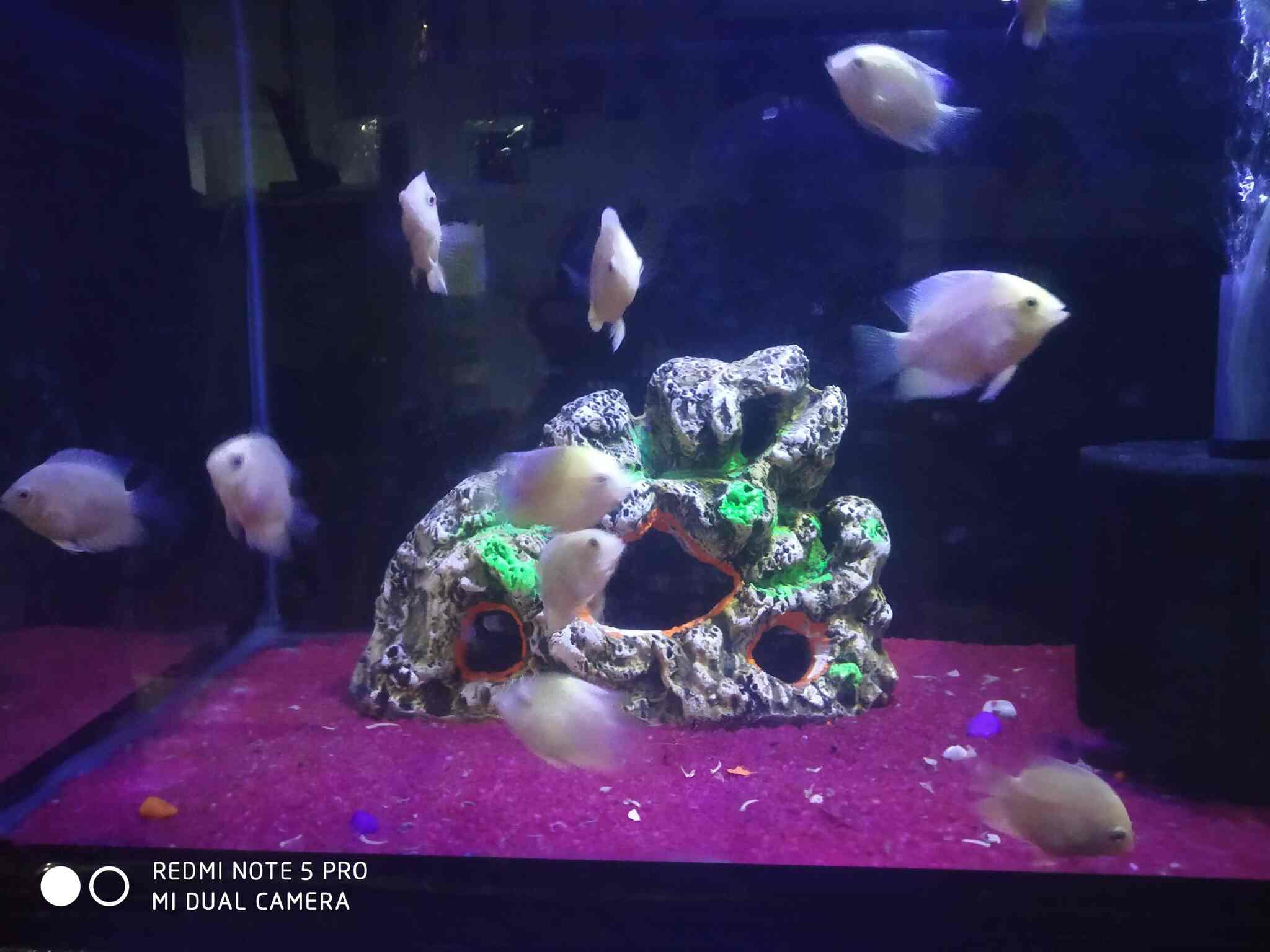 Top Aquarium Neon Tetra Fish Wholesalers in Guwahati एक्वेरियम नीयन