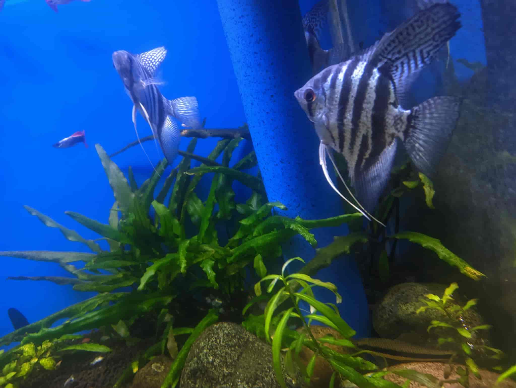 Top Aquarium Oscar Fish Wholesalers in Varanasi एक्वेरियम ऑस्कर फिश