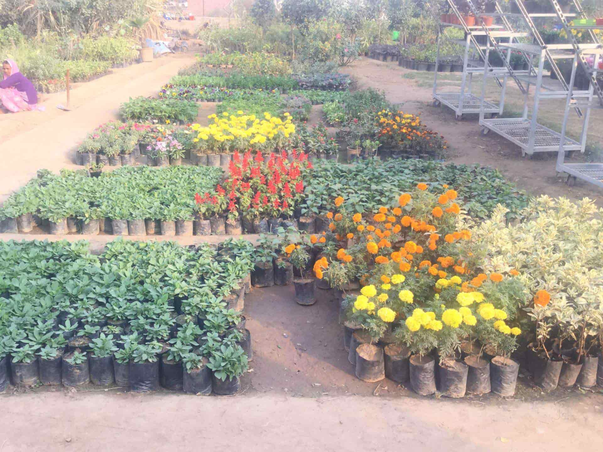 Landscaping Nursery Ambala Sadar India