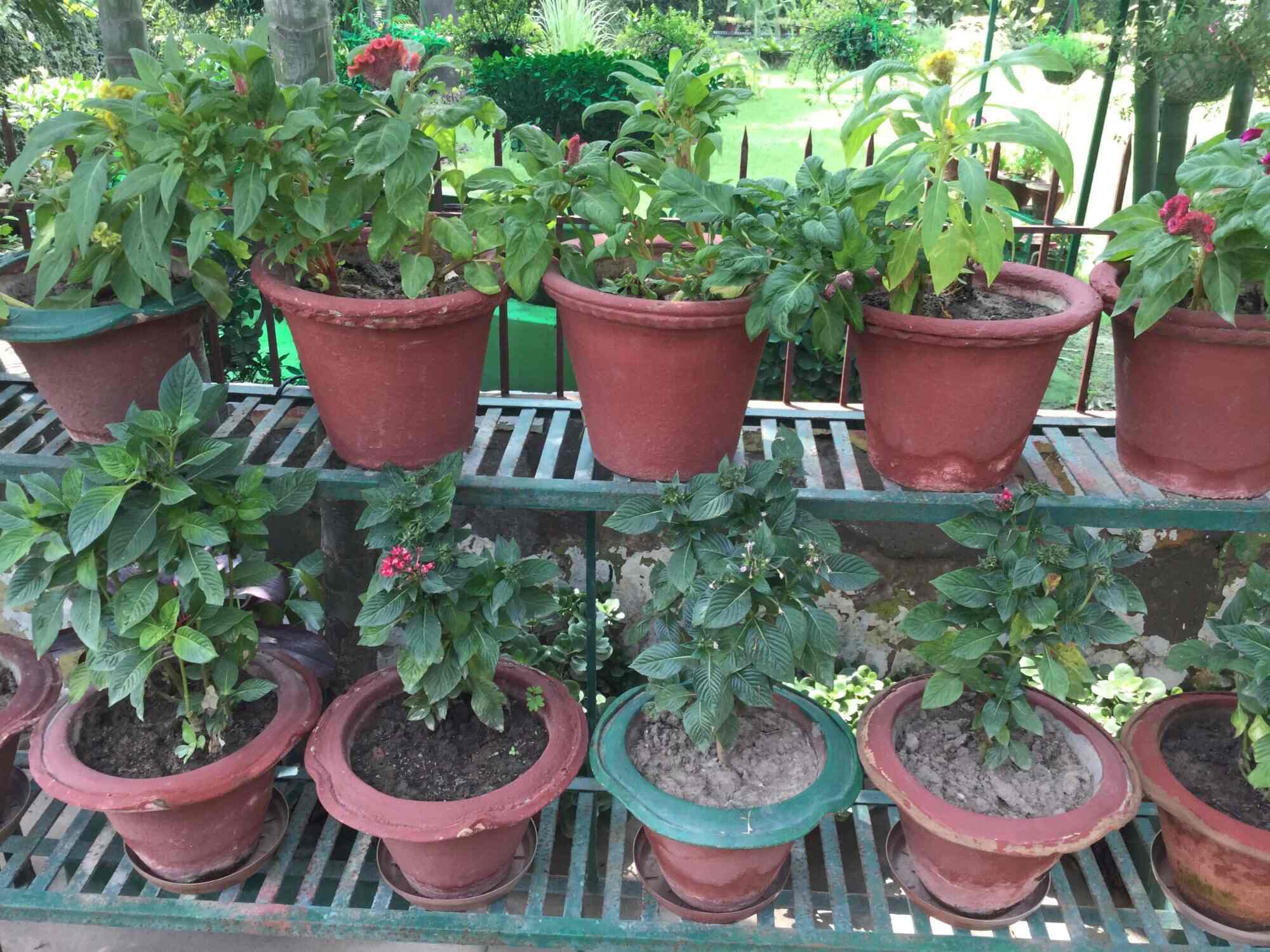 Indoor Plants With Flowers Ambala India