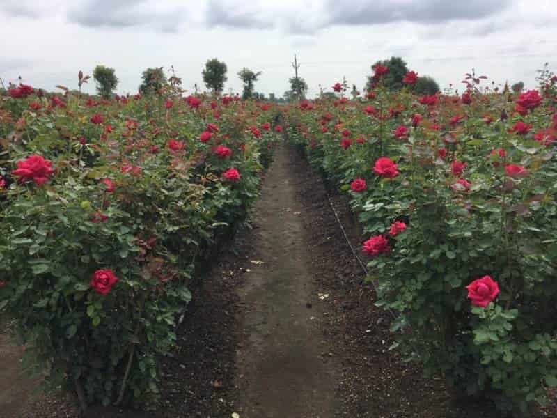 Rose Flower Farming In Maharashtra Best Flower Site