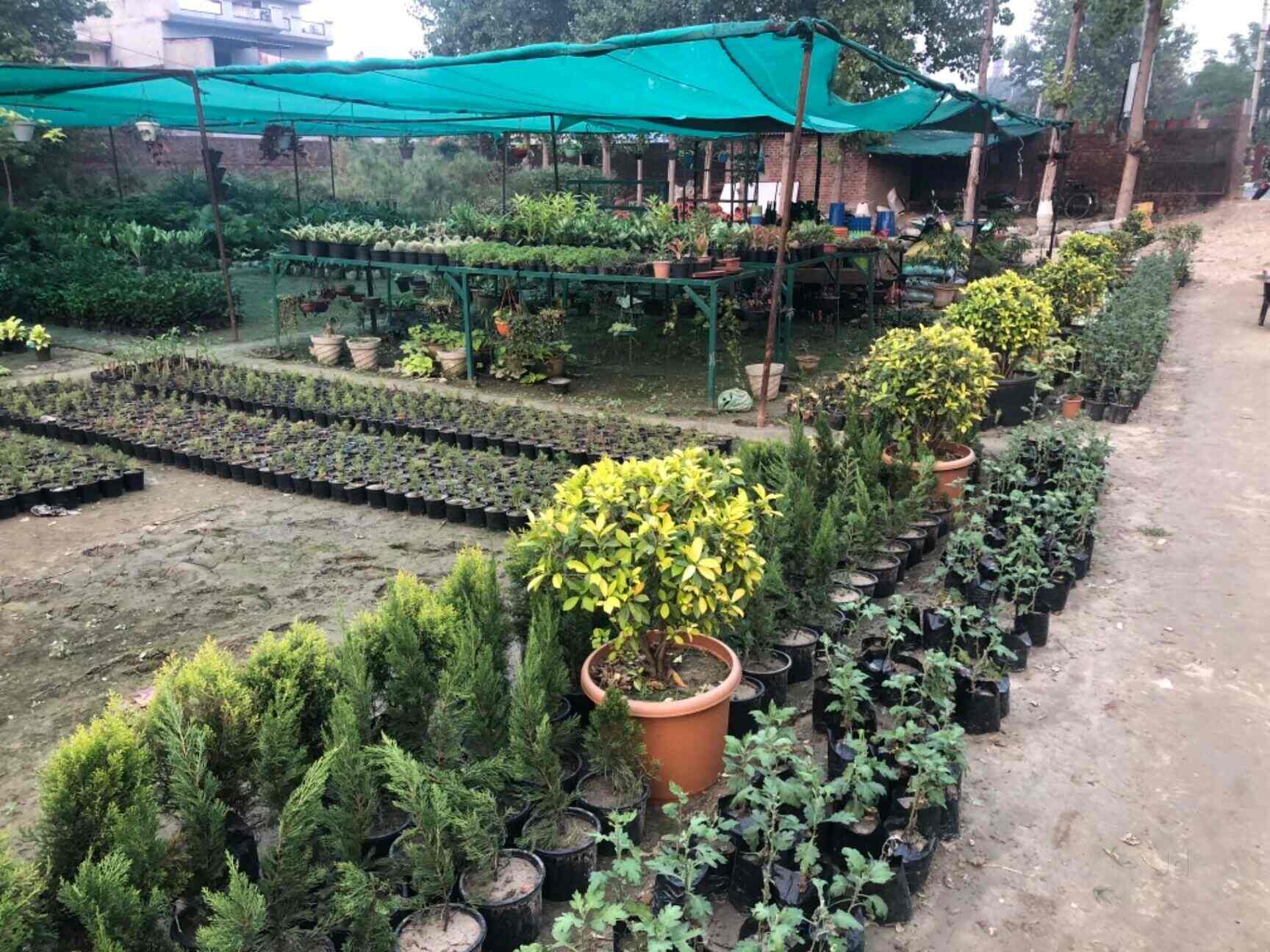 Top 30 Plant Nurseries in Amritsar Best Nursery Plant Suppliers