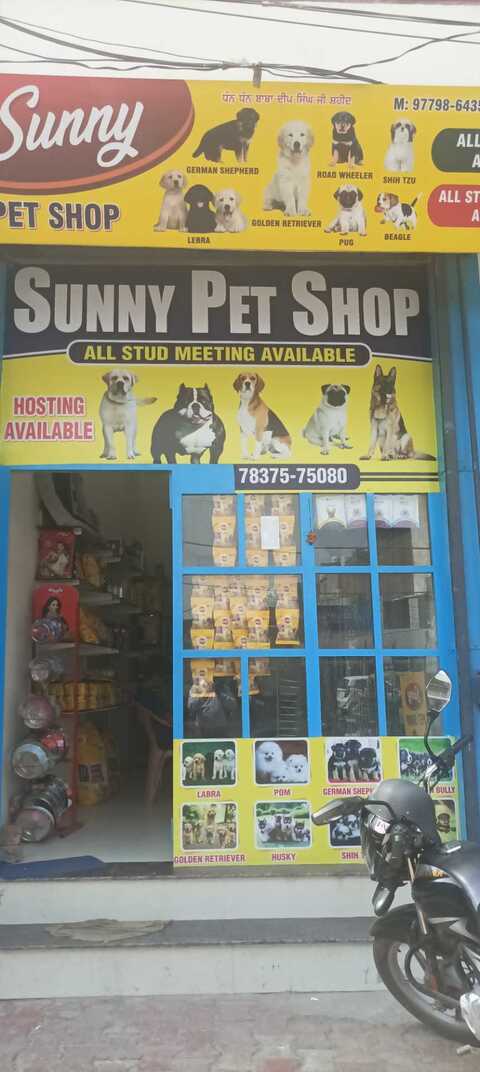 kitten purchase near me