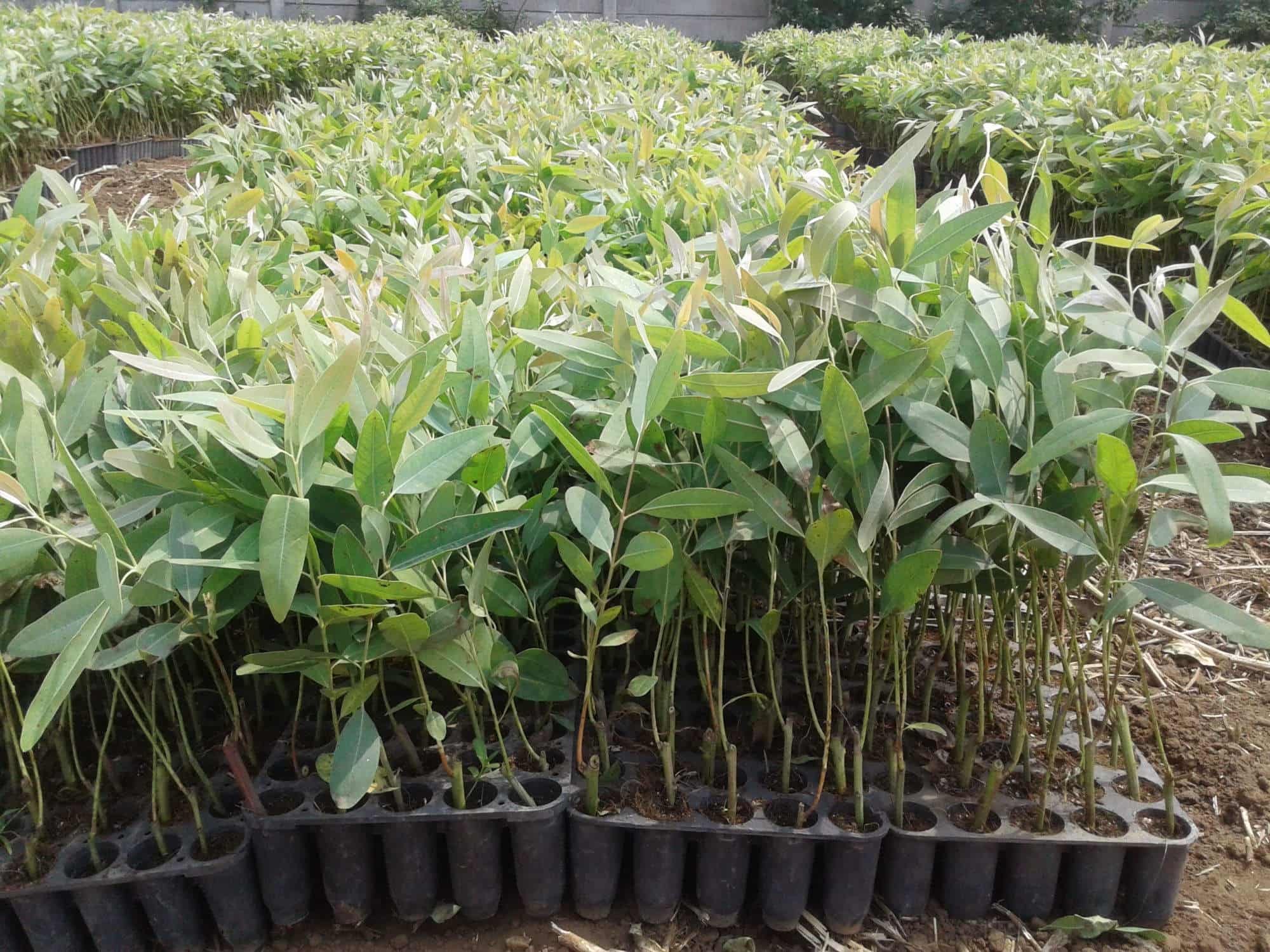 Top Plant Nurseries in Valasan,Anand Best Government Plant Nurseries