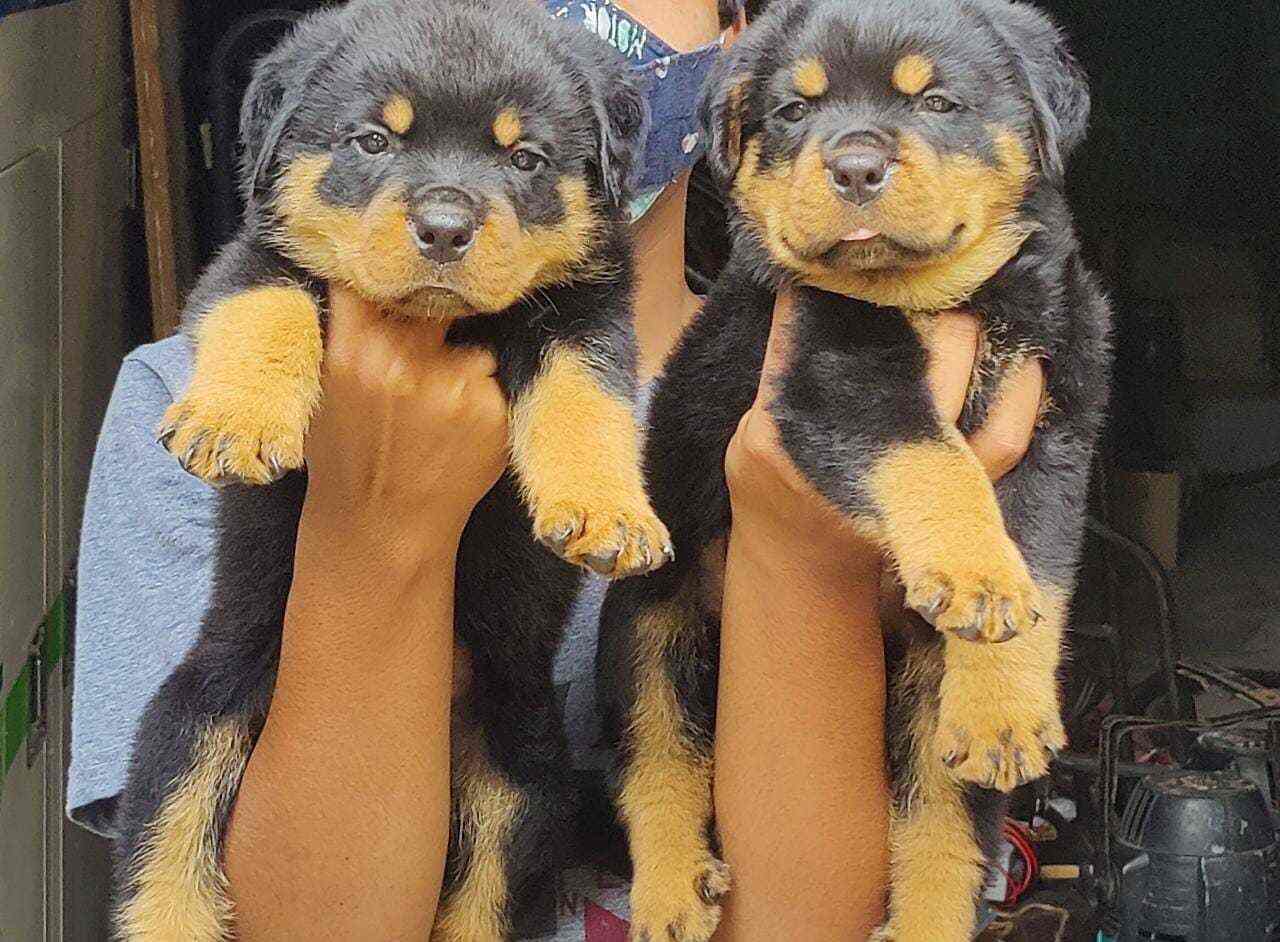 Top 10 Pet Shops For Dog In Anantapur Best Pet Store Justdial