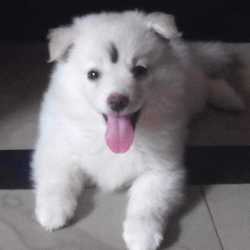 Top Pet Shops For German Shepherd Dog In Anantapur Best German Shepherd Dog Dealers Justdial