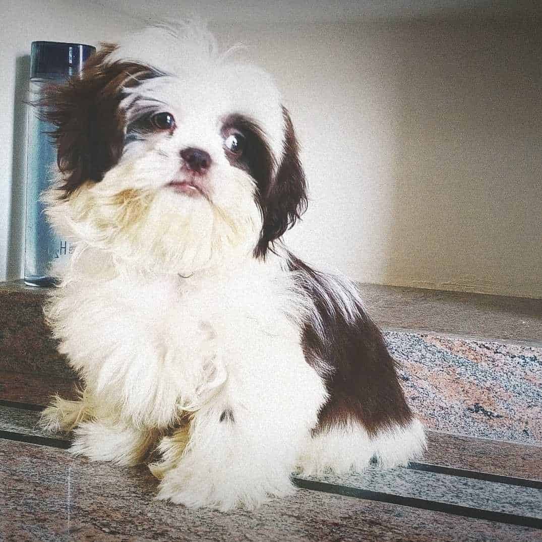 Top Pet Shops For German Shepherd Dog In Anantapur Best German Shepherd Dog Dealers Justdial